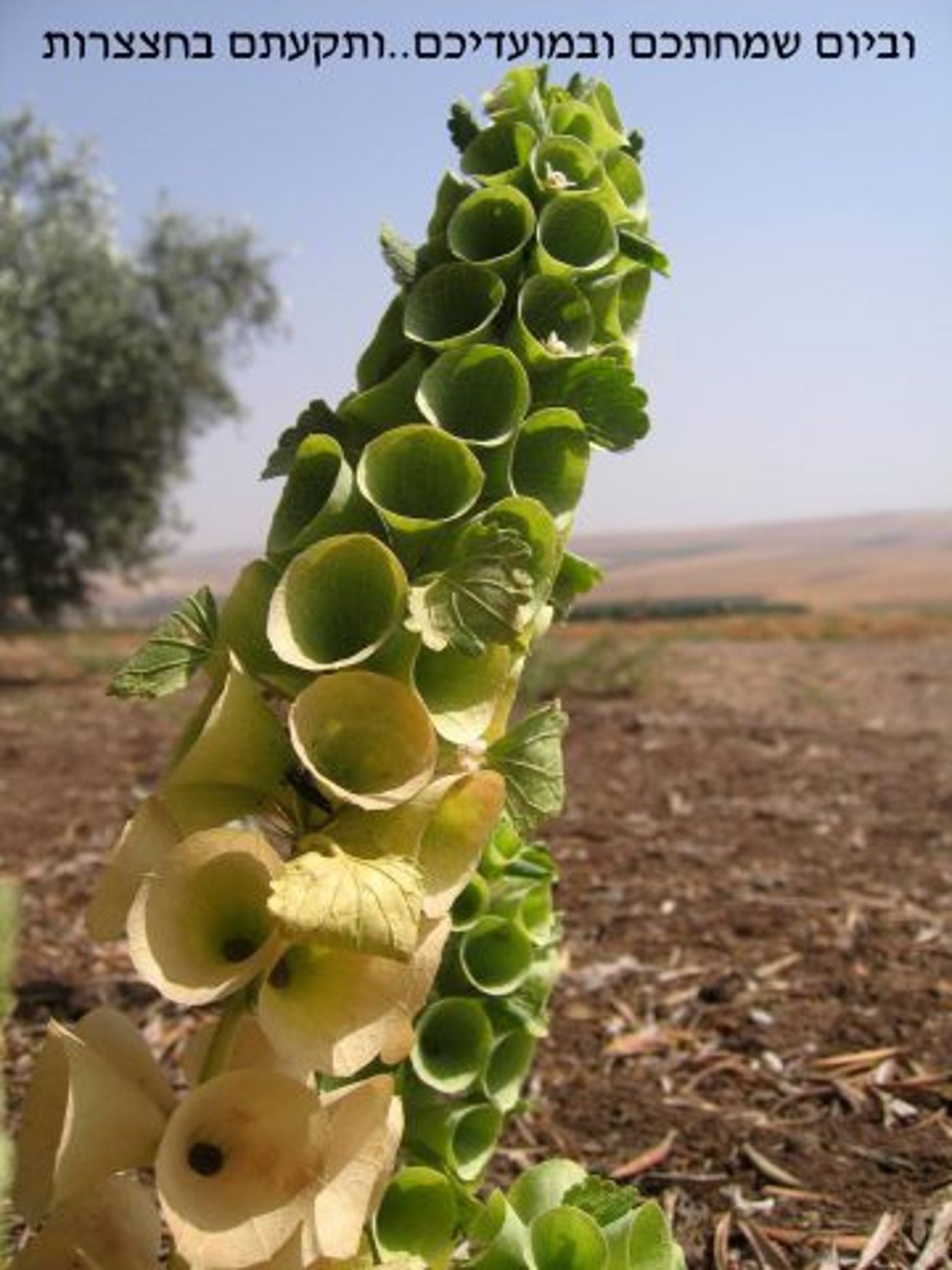 מרהיב! ספר במדבר מזווית אחרת; תמונות מספרות