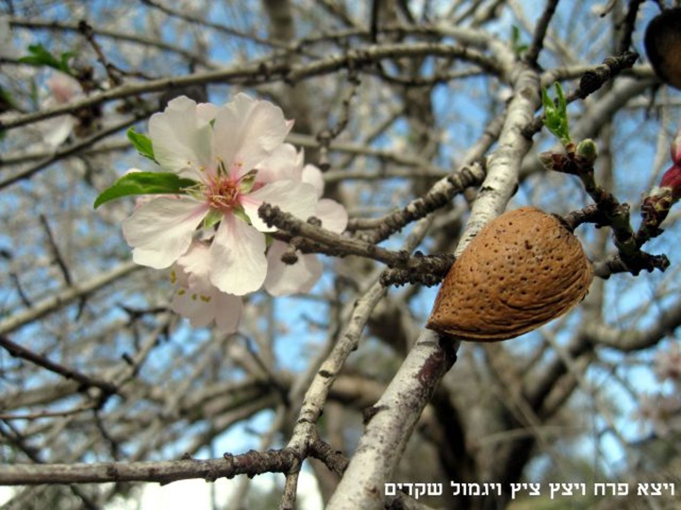 מרהיב! ספר במדבר מזווית אחרת; תמונות מספרות