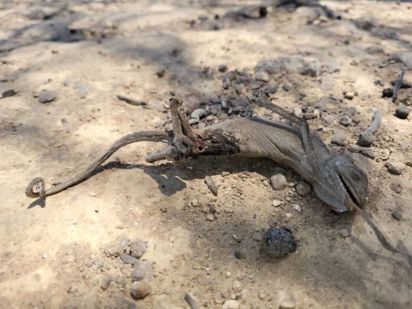 בעלי החיים שמשלמים את מחיר השריפה: פגר זיקית שנמצא בשטח בשמורת הר טייסים.