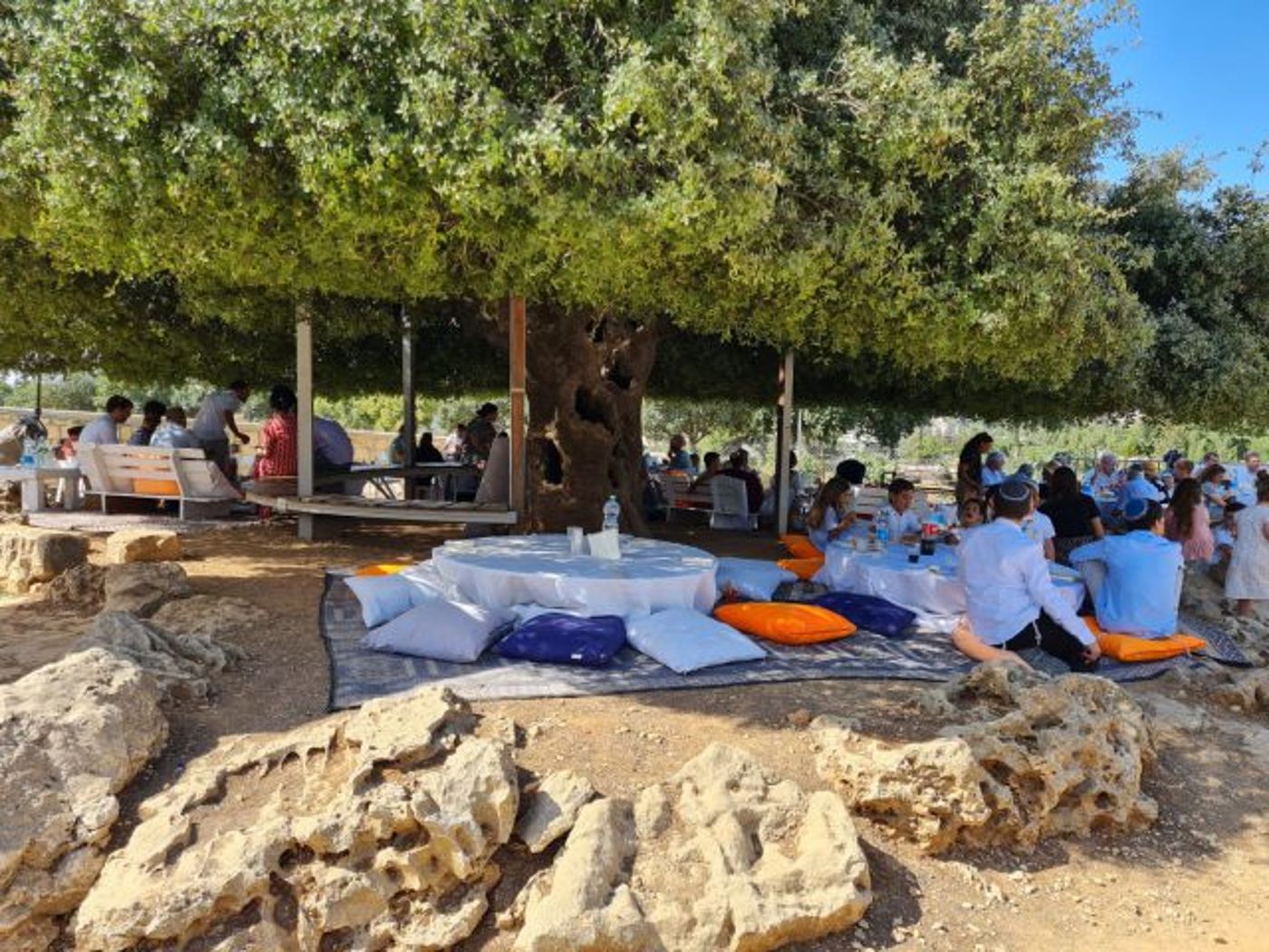 האירוע באלון הבודד (קרדיט: תיירות גוש עציון)