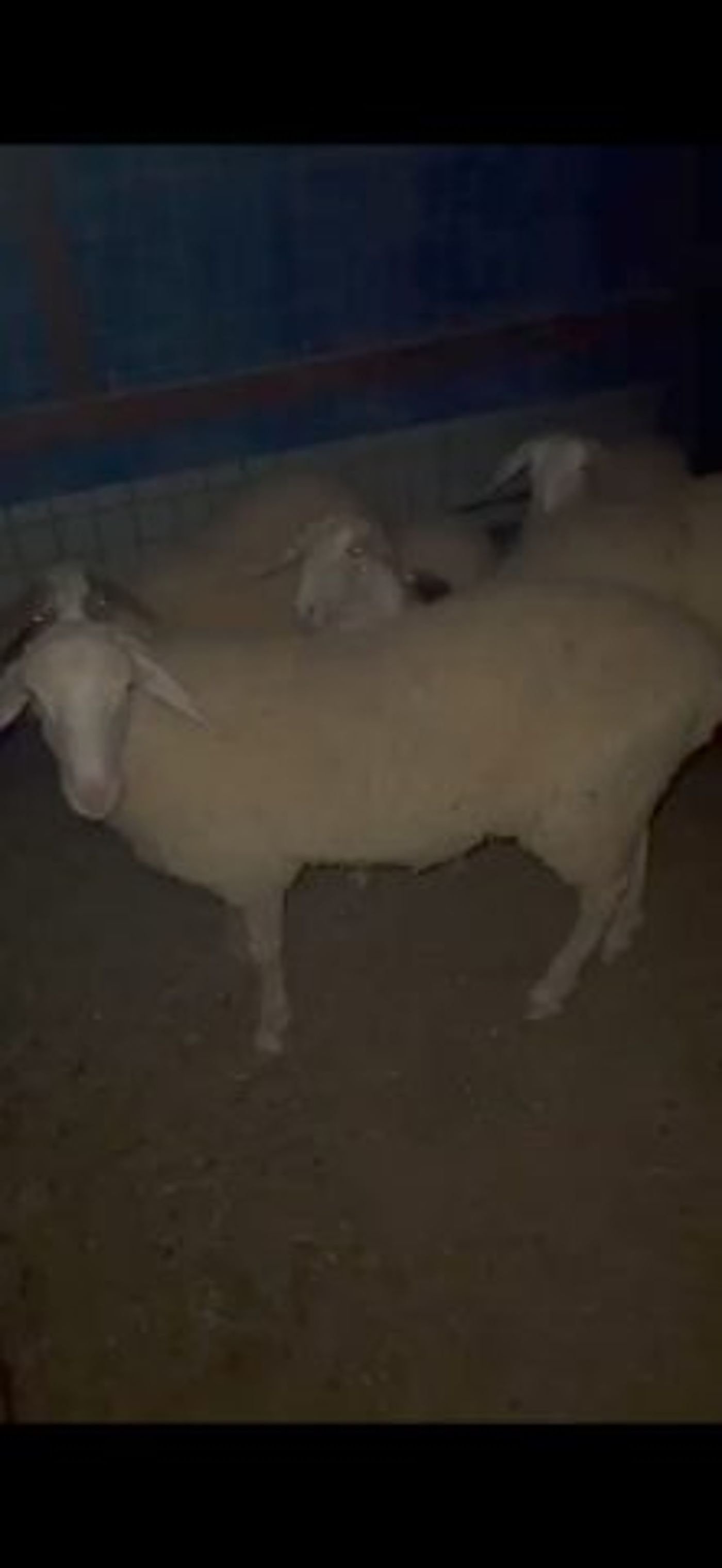 גנב 20 כבשים מהפזורה הבדואית ונתפס