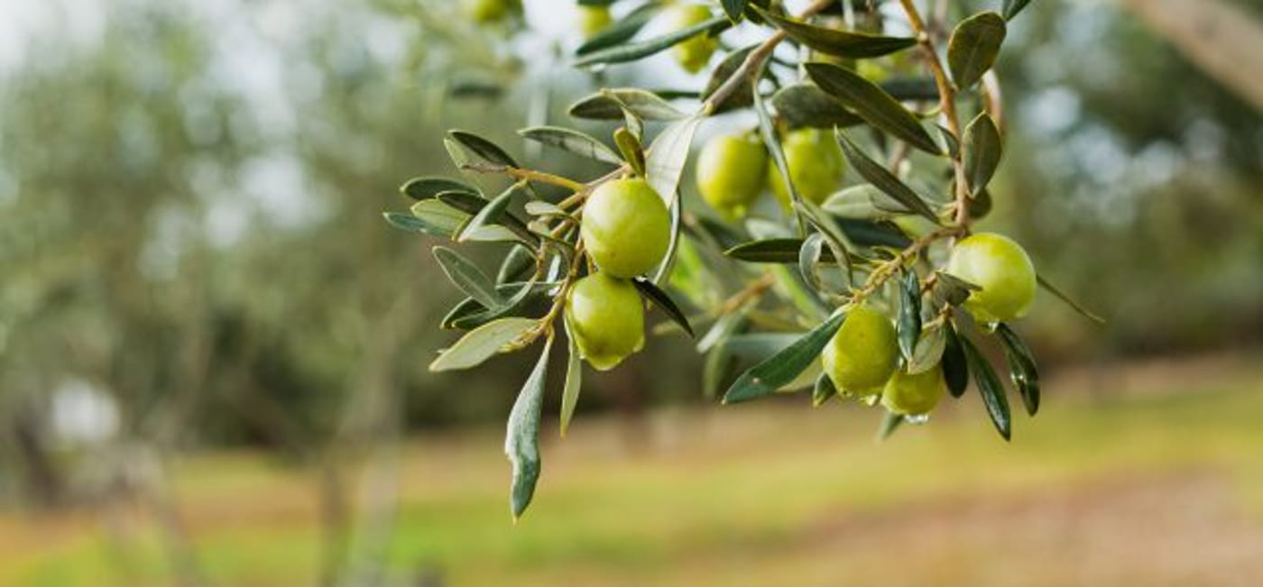 כל מה שלא ידעתם על שבעת המינים