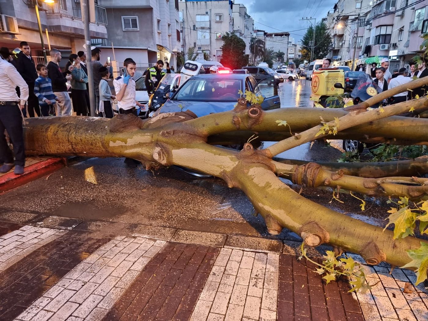 בני ברק: עץ קרס על רכב; הנהג ניצל בנס |צפו בתיעוד