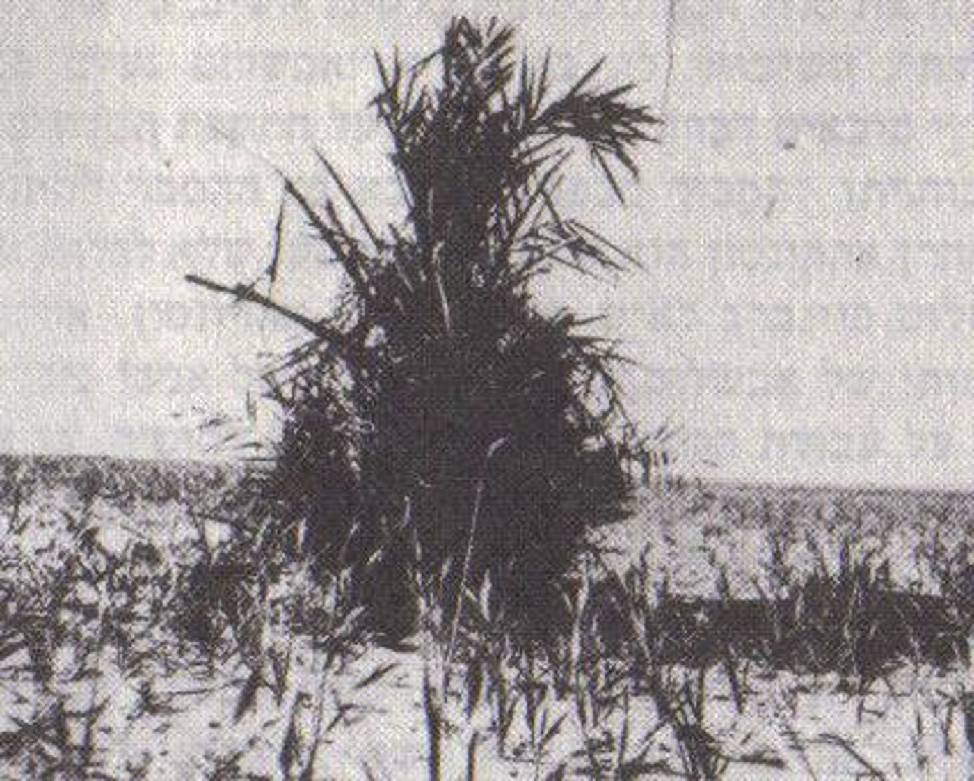 עץ התמר מעל קברו של אבשלום פיינברג