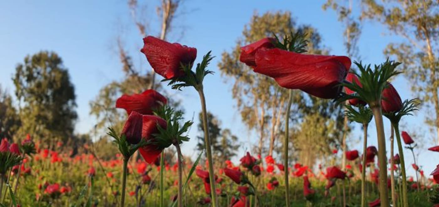 הנה זה בא: תיעוד מרהיב מהדרום
