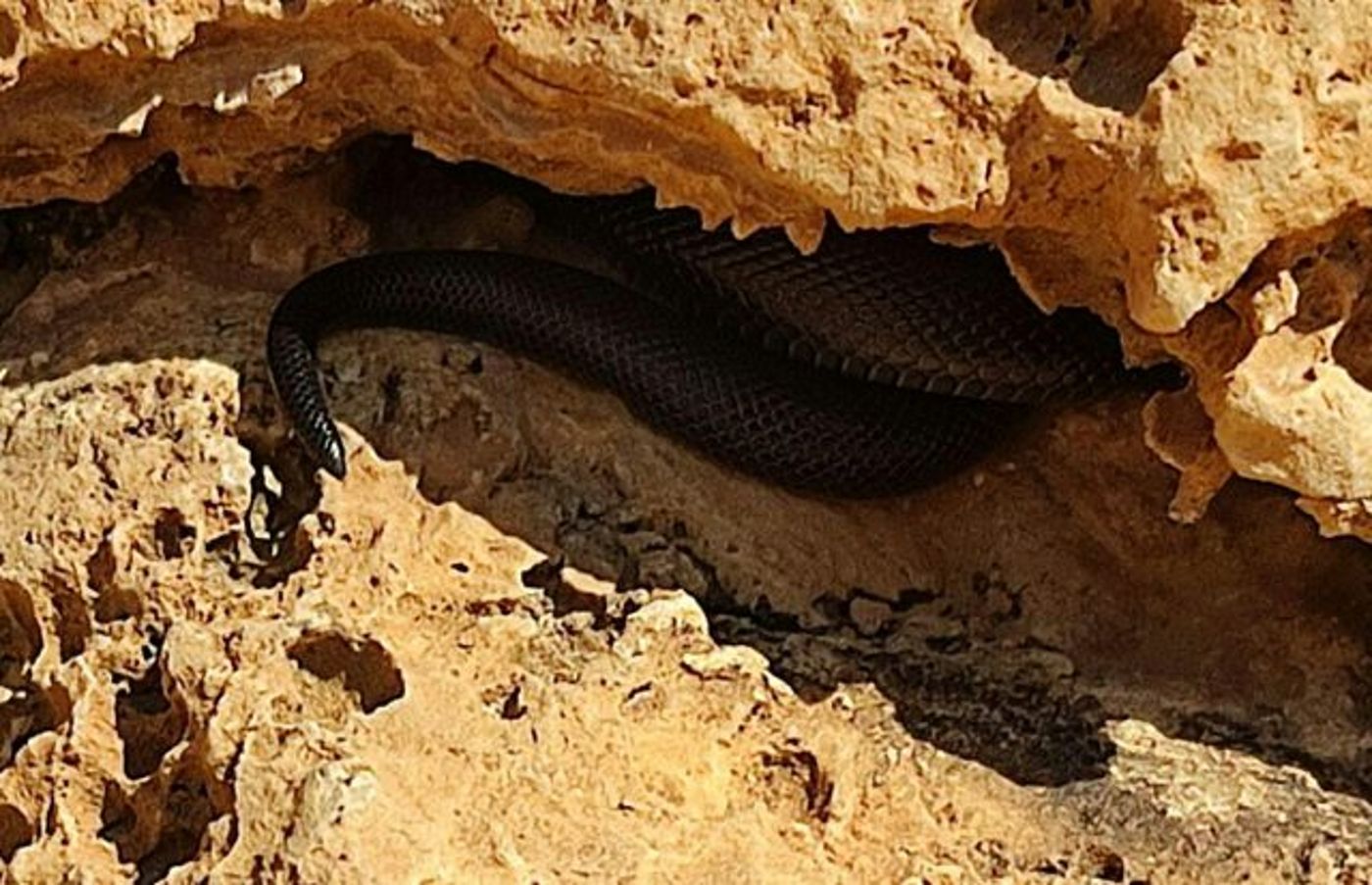 שרף עין גדי במפגש מקרי (ברק ביכלר)
