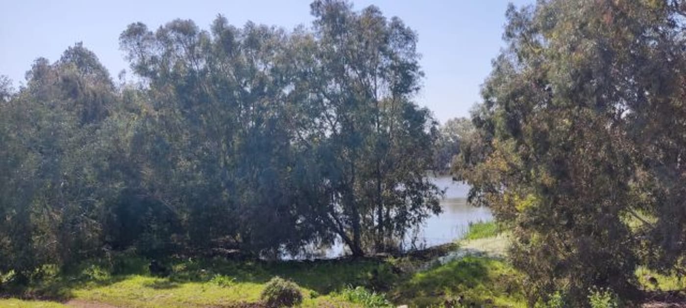 בריכת יער. קרדיט: יוסי קאופמן (יוסיפון)