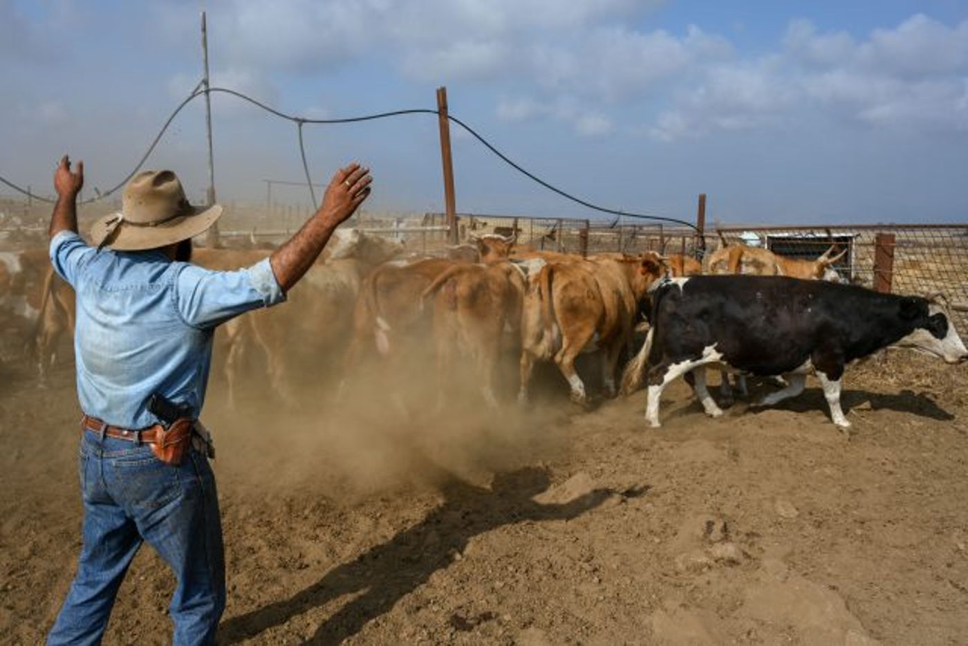 יוסי בטיטו, מגדל בקר בקיבוץ מרום גולן, מאחד את עדר הבקר שלו לצורך מספור תגי אוזניים בשביל לעקוב אחרי מצב בריאותן של הפרות.