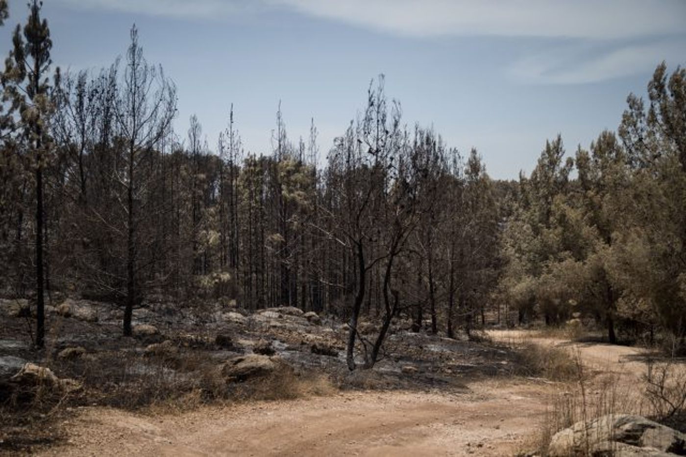כמונו, גם העצים לא ניטעים בוגרים. אין קיצורי דרך. יער בן שמן אחרי שחלק מעציו נפגעו בשריפה