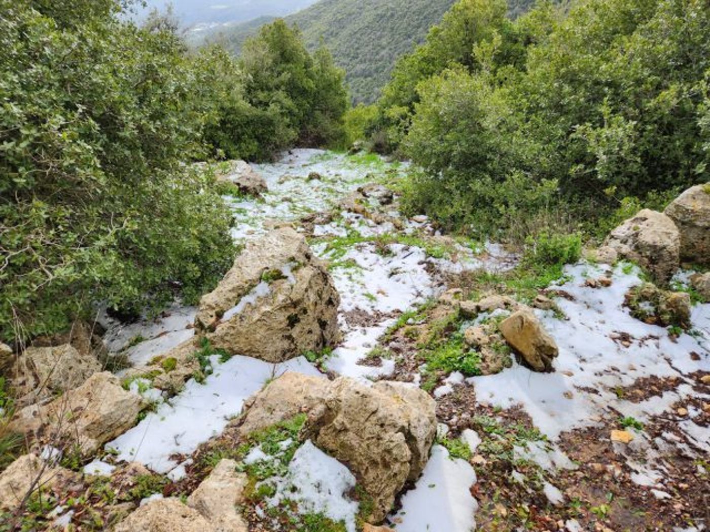 שלג בהר מירון (שי מסיקה רשות הטבע והגנים)