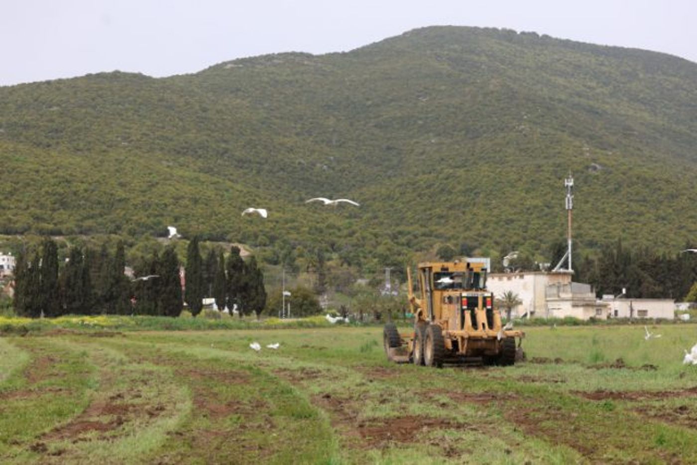 גדרות וטרקטורים: צפו בהכנות לחגיגות במירון