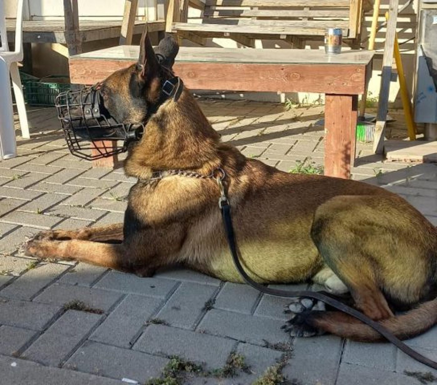 כלב הימ"מ ג'אנגו