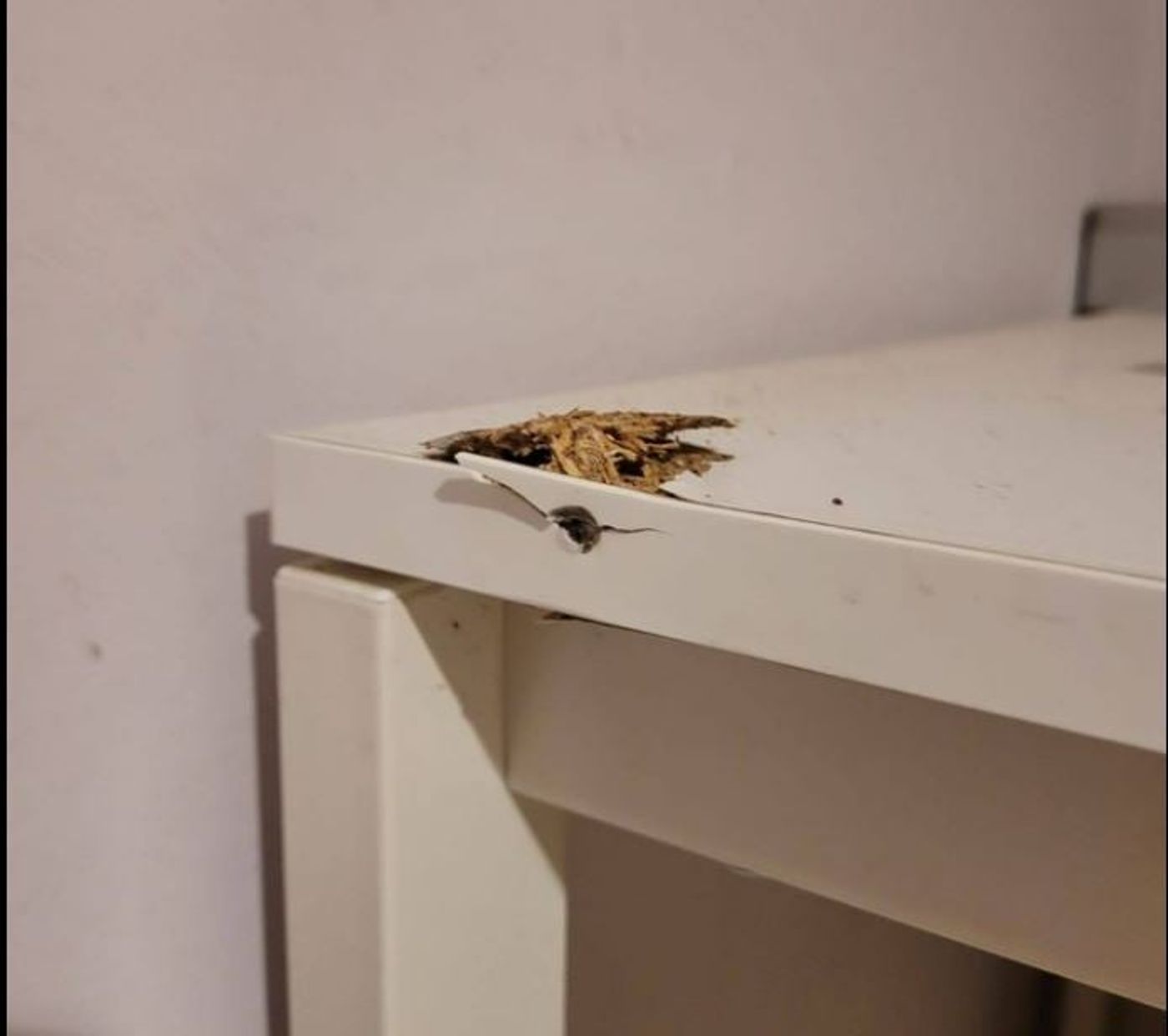 קליע ליד הראש: העיתונאית הסרוגה מתארת את הנס