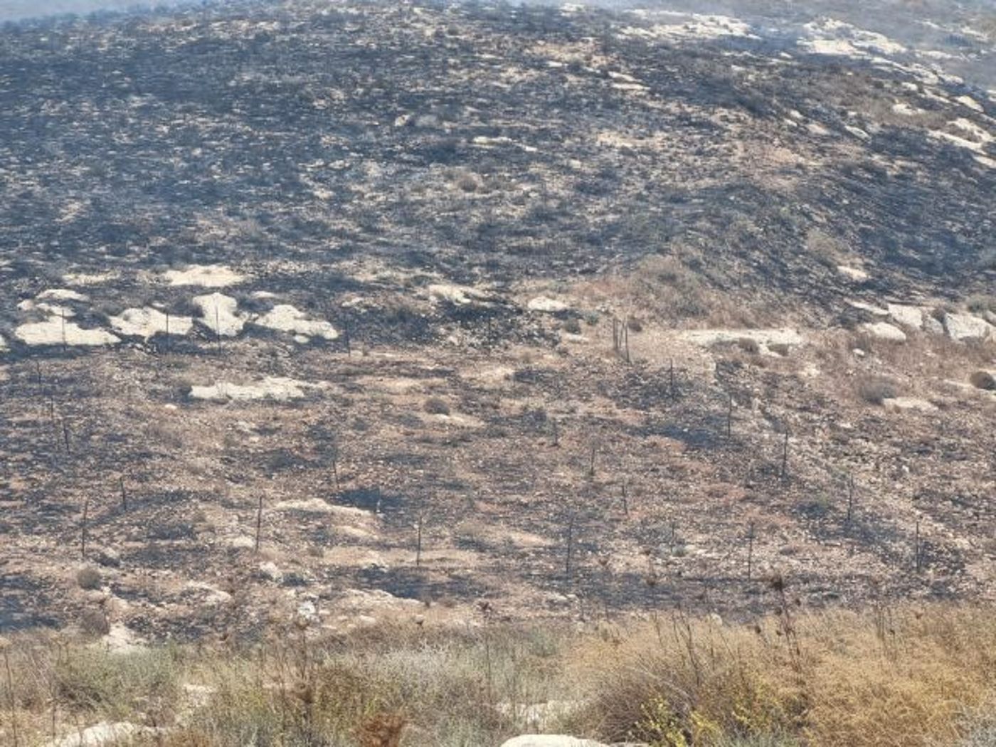 שריפה משתוללת במורדות הישוב יצהר