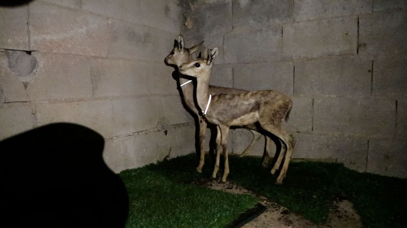 נעצר חשוד פלסטיני בצייד חיות בר באזור בנימין