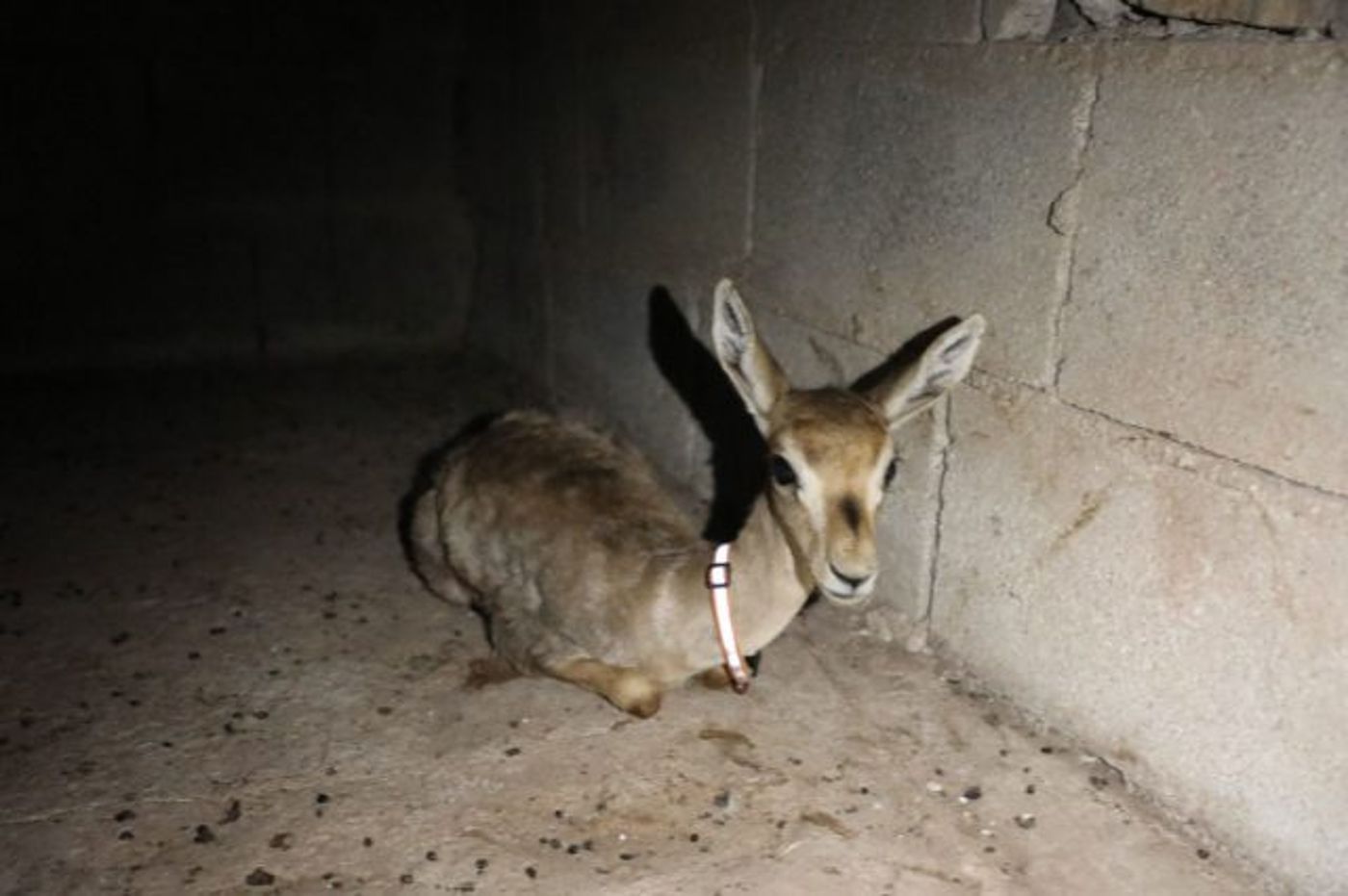 נעצר חשוד פלסטיני בצייד חיות בר באזור בנימין