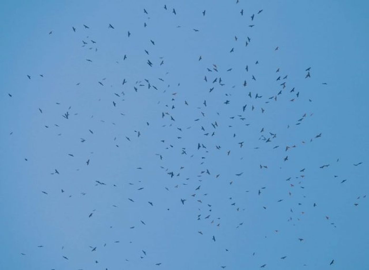 בגלל פקק אווירי: 50,000 עיטי חורש נצפו בשמיים