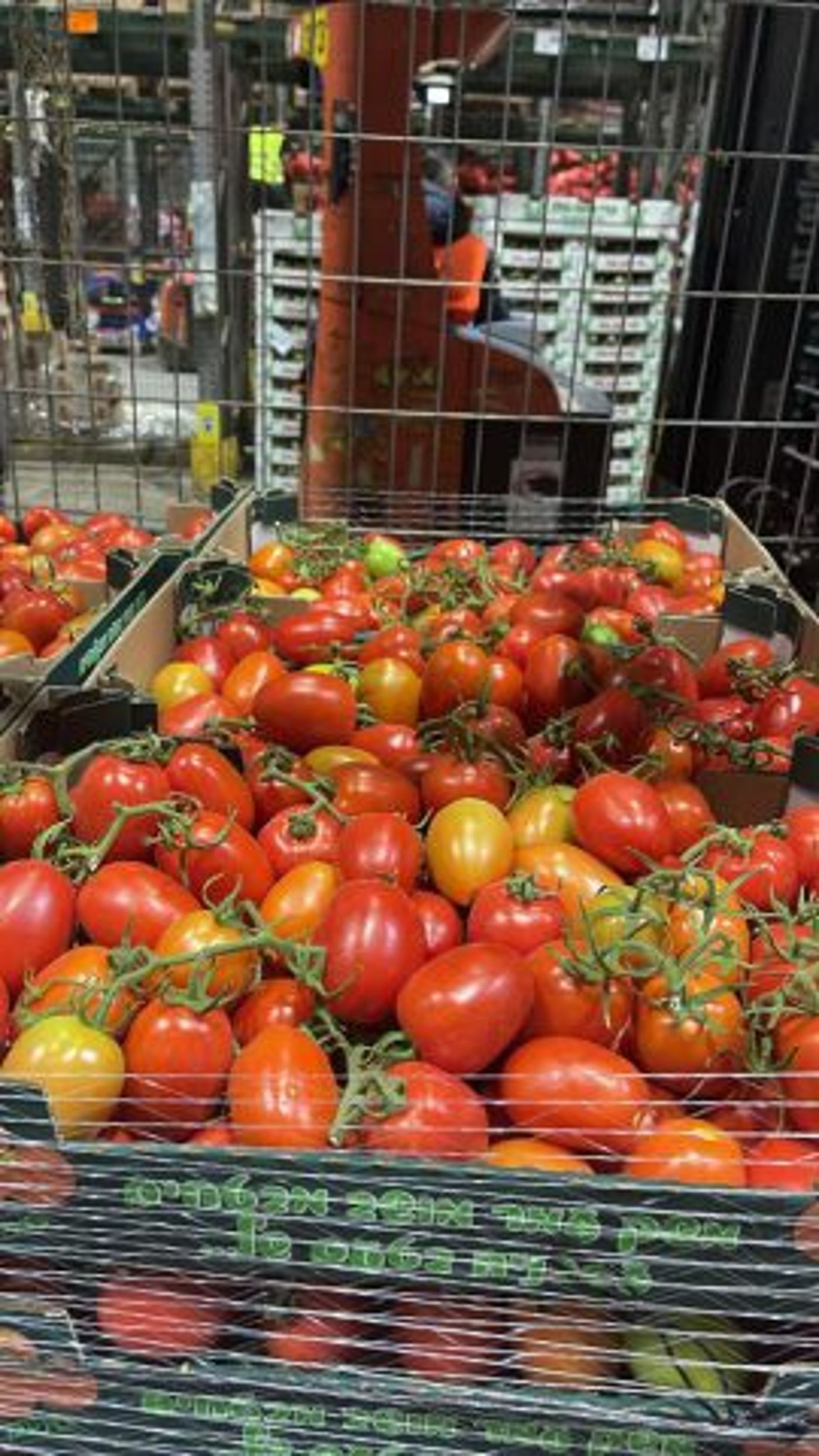 דרום אדום: צה"ל חזר לקנות עגבניות מעוטף עזה