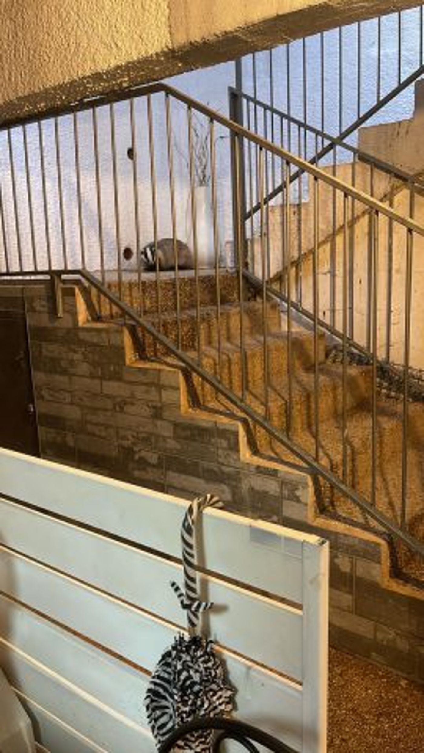 "יש לנו חיה מוזרה בבניין": גירית קפצה לביקור בית בטבריה