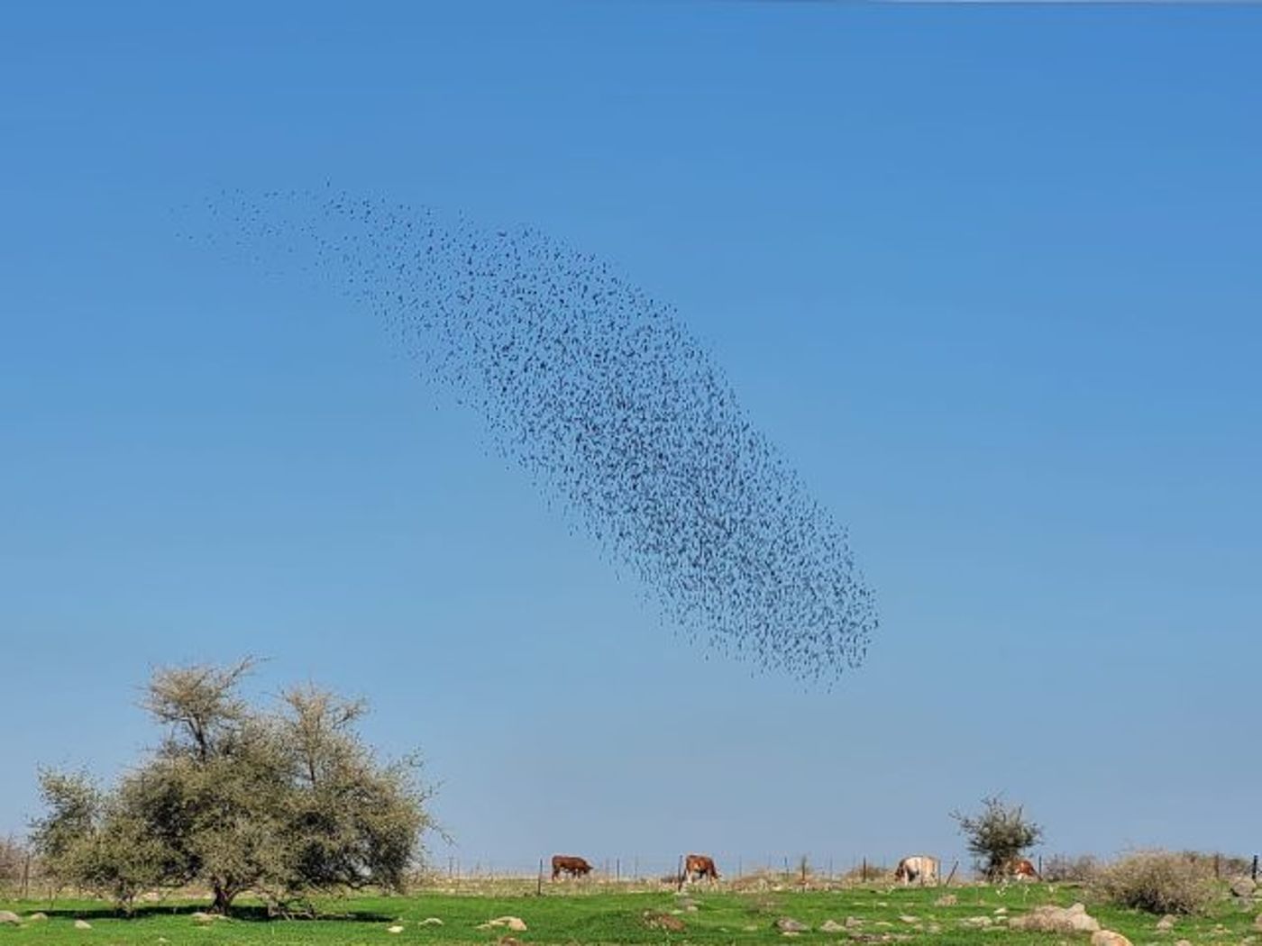 מעל שמי התבור: להקת הזרזירים בריקוד המסורתי