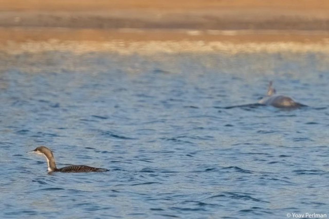 לא חושש מהחות'ים: העוף הנדיר מאלסקה קפץ לביקור באילת