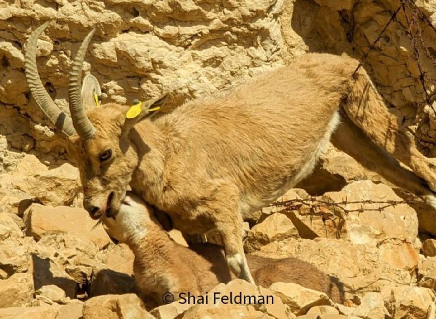 תיעוד מדהים: יעל הותקף על ידי קרקל וניצל. צפו