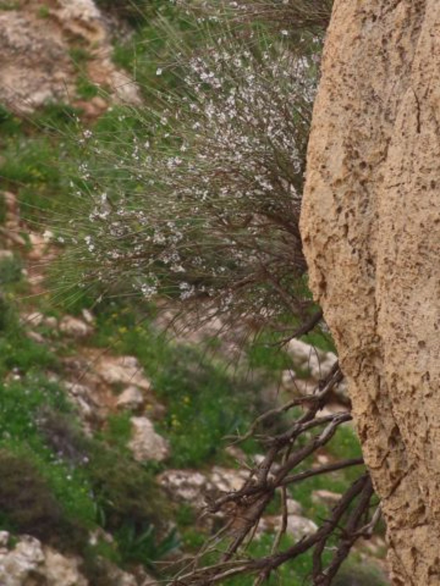 לראשונה מזה 47 שנה: תגלית נדירה נמצאה בבנימין