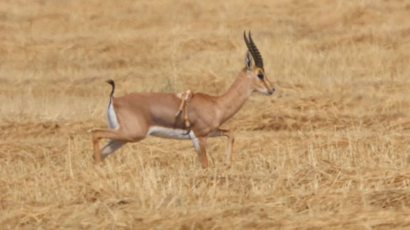 הצבי (קרדיט: עמיר בלבן, החברה להגנת הטבע)