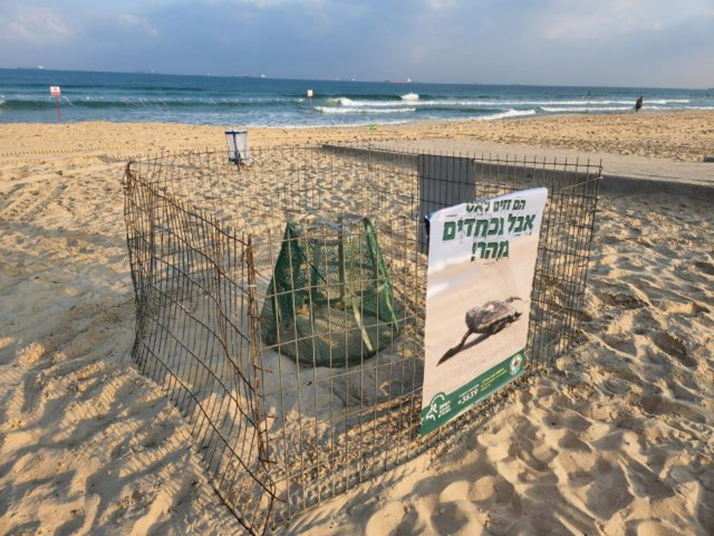 צב השעה: החלה עונת הטלת צבי הים | תיעוד