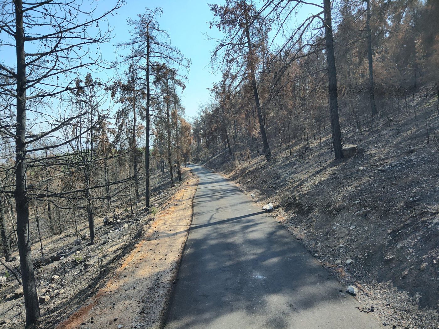 בתי הגידול של בעלי החיים נהרסו: המלחמה הסבה נזק עצום לטבע
