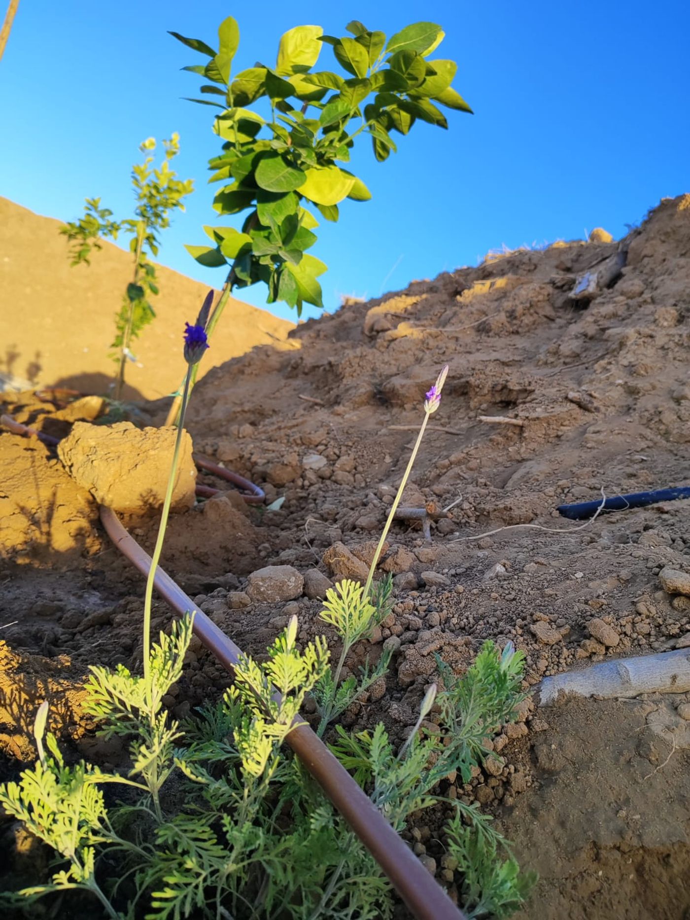 נוטעים חיים בעזה: לוחמי המילואים נטעו בוסתן בציר נצרים