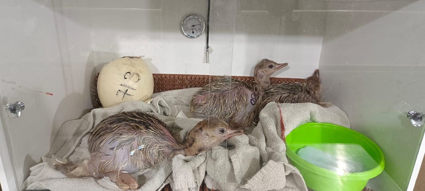 לא טומנים את הראש בחול: היענים חזרו לשטח הפתוח