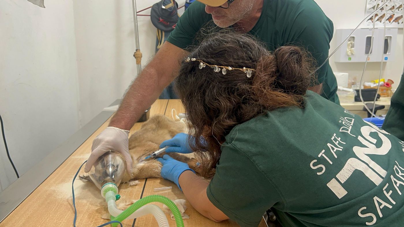 אחרי שנשכה חיילים בבסיס: הקרקלית הפצועה הגיעה לבית החולים