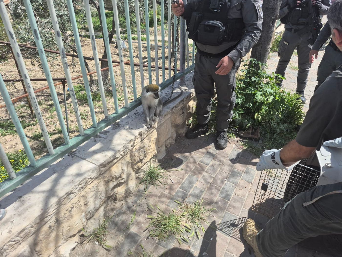 לא נגמר: קוף נמצא קשור בשרשרת ברזל לפח בסילוואן. צפו