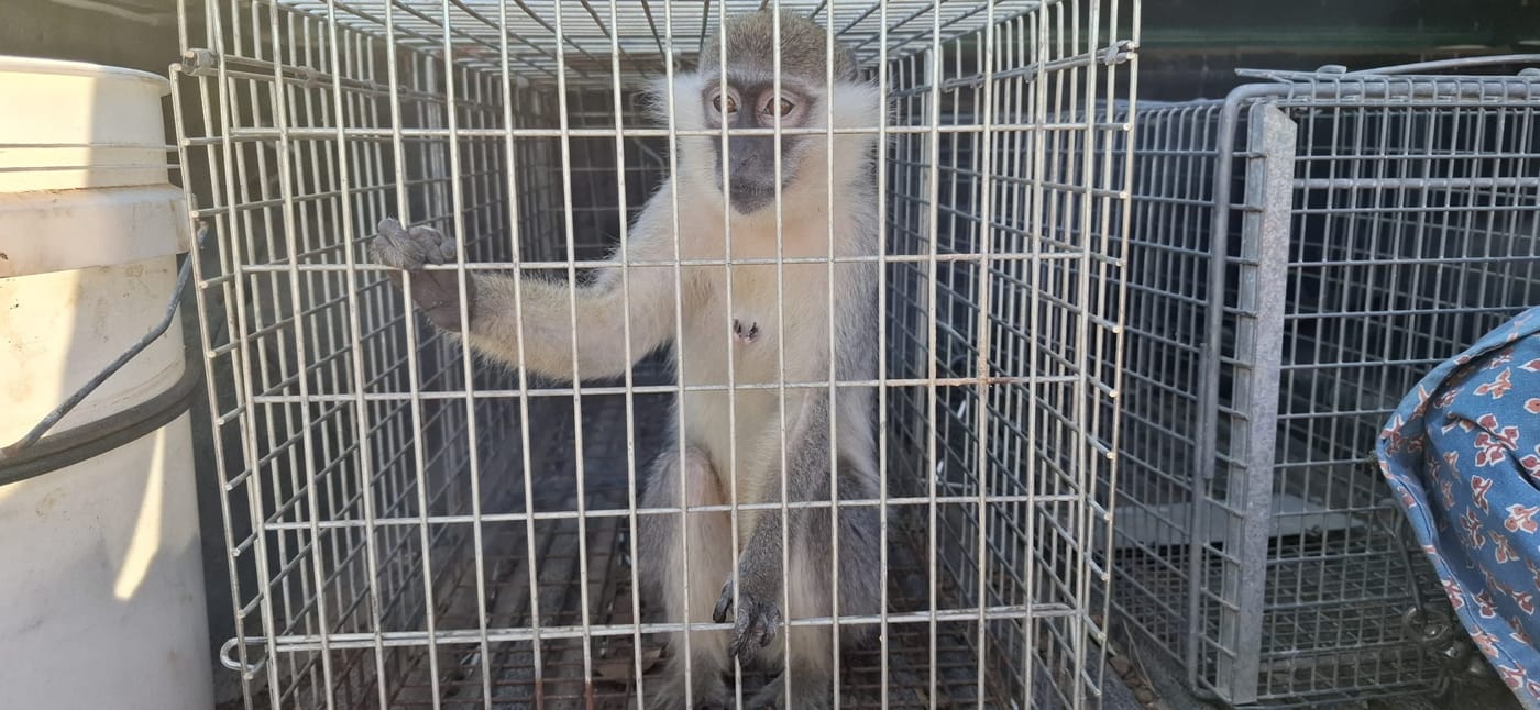 התופעה לא עוצרת: קוף נוסף אותר מוחזק באופן לא חוקי