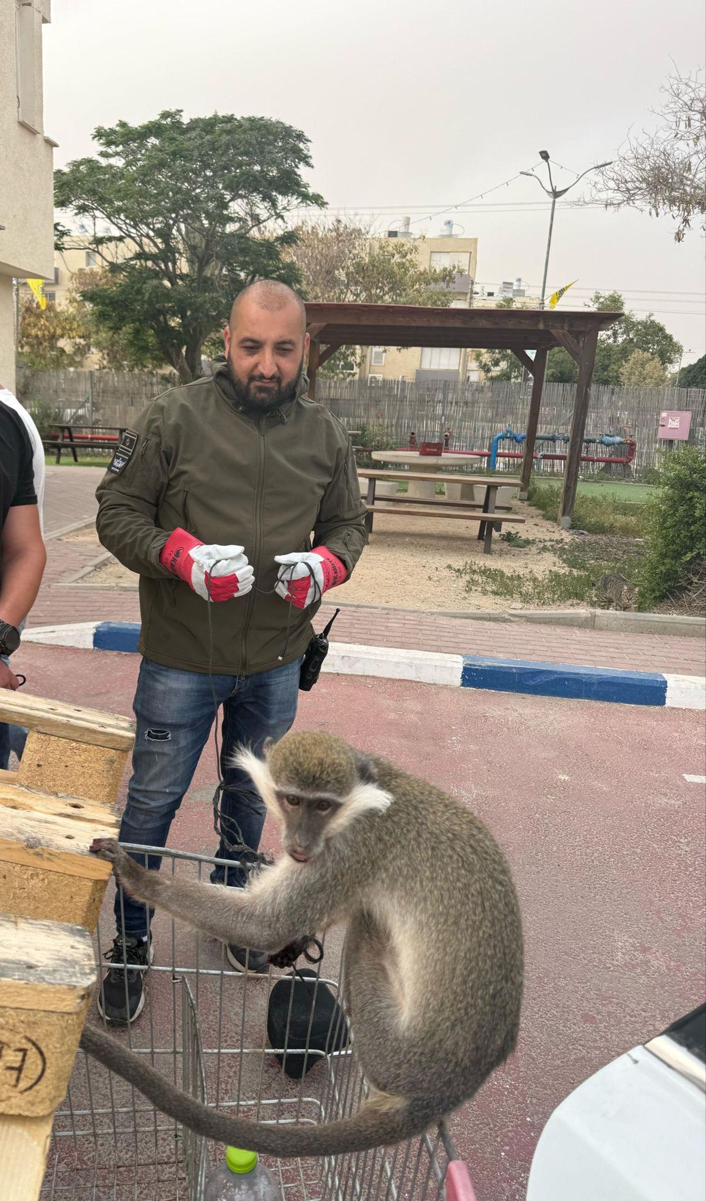 פעם נוספת: המשטרה חילצה קוף שאותר בפזורה ליד דימונה