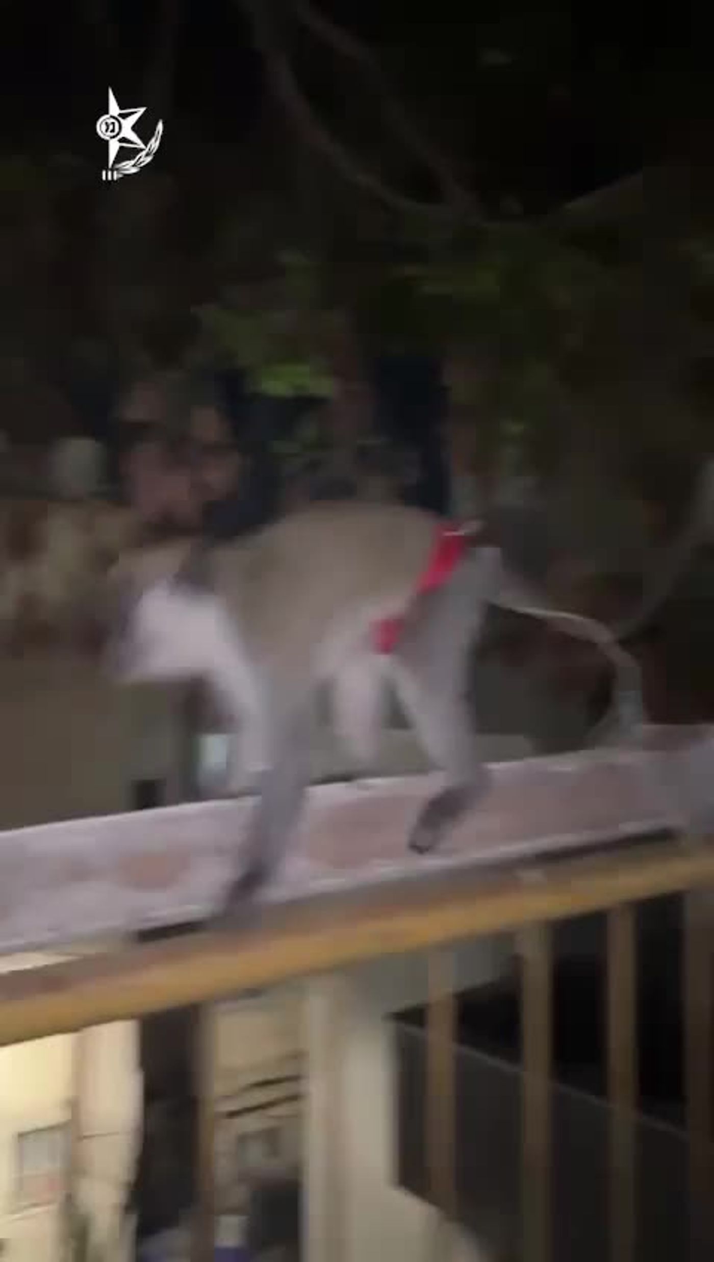 הסחר הלא חוקי בחיות בר: קוף נוסף אותר באום אל פאחם