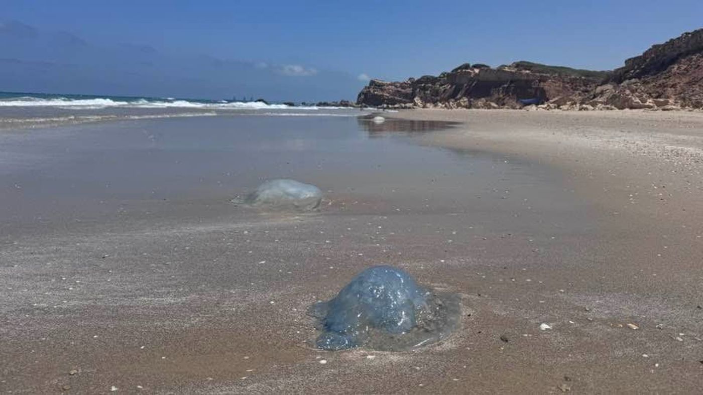 לא מפחדות מטילים: המדוזות הגיעו לחופי ישראל