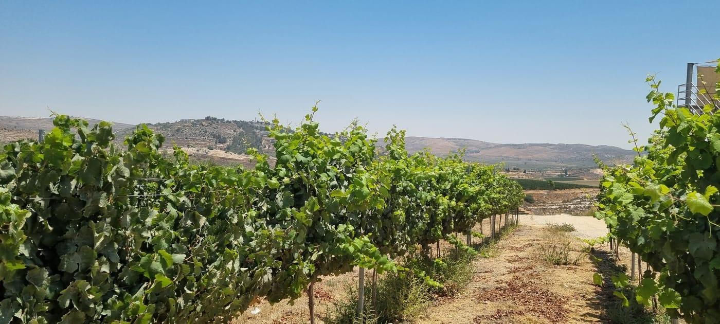 יין, כרמים ונביאים: סיפורו של יקב גבעות בבנימין