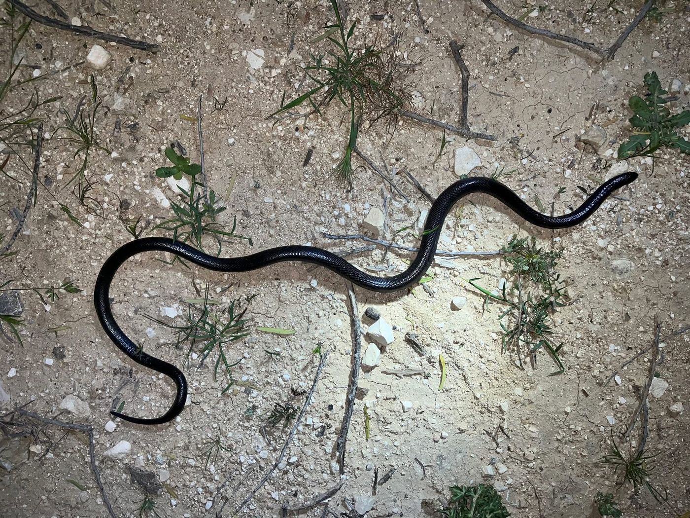 כך תזהו נחש ארסי ותגיבו נכון במקרה של מפגש בחצר