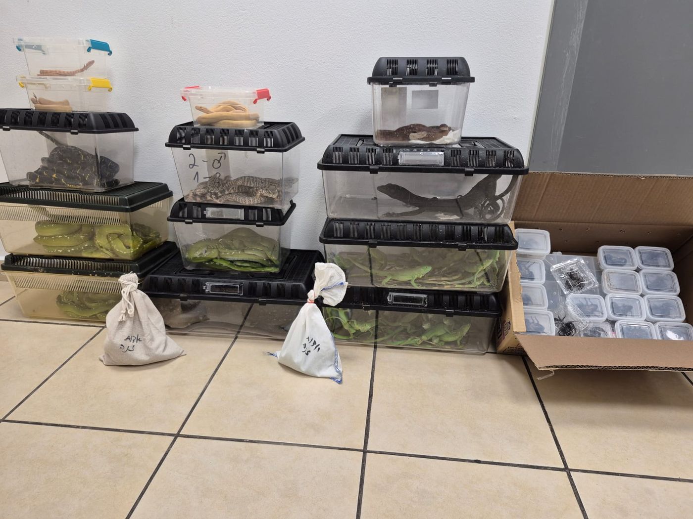 קרדיט: דוברות רשות המסים