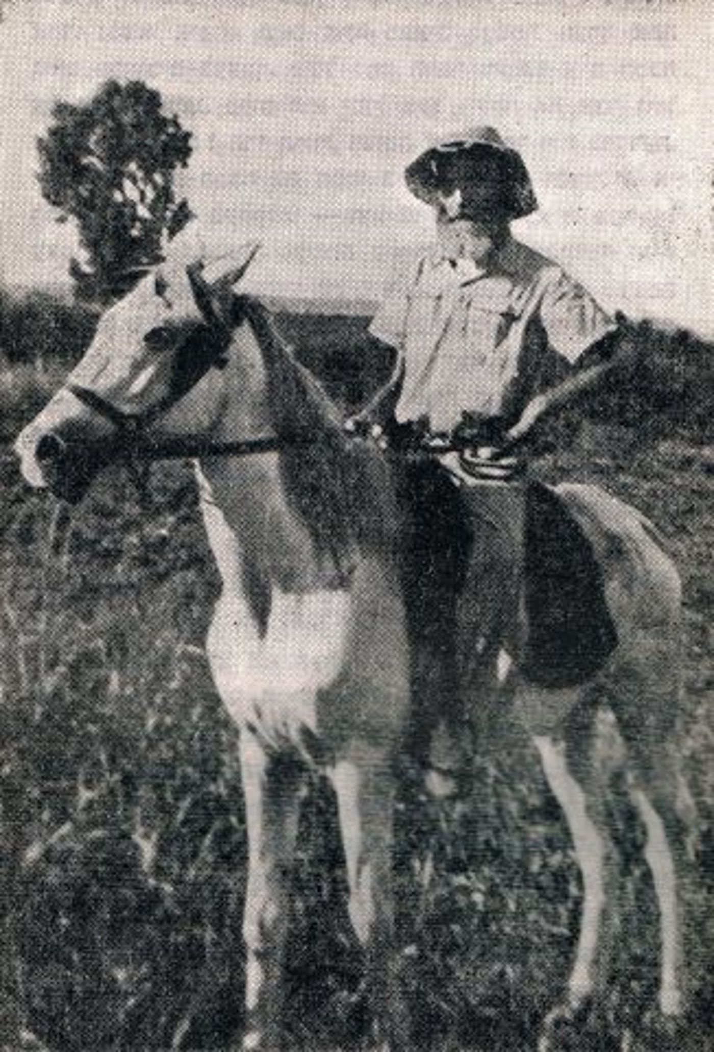 הרב ישעיהו שפירא, האדמו"ר החלוץ (ויקימדיה)