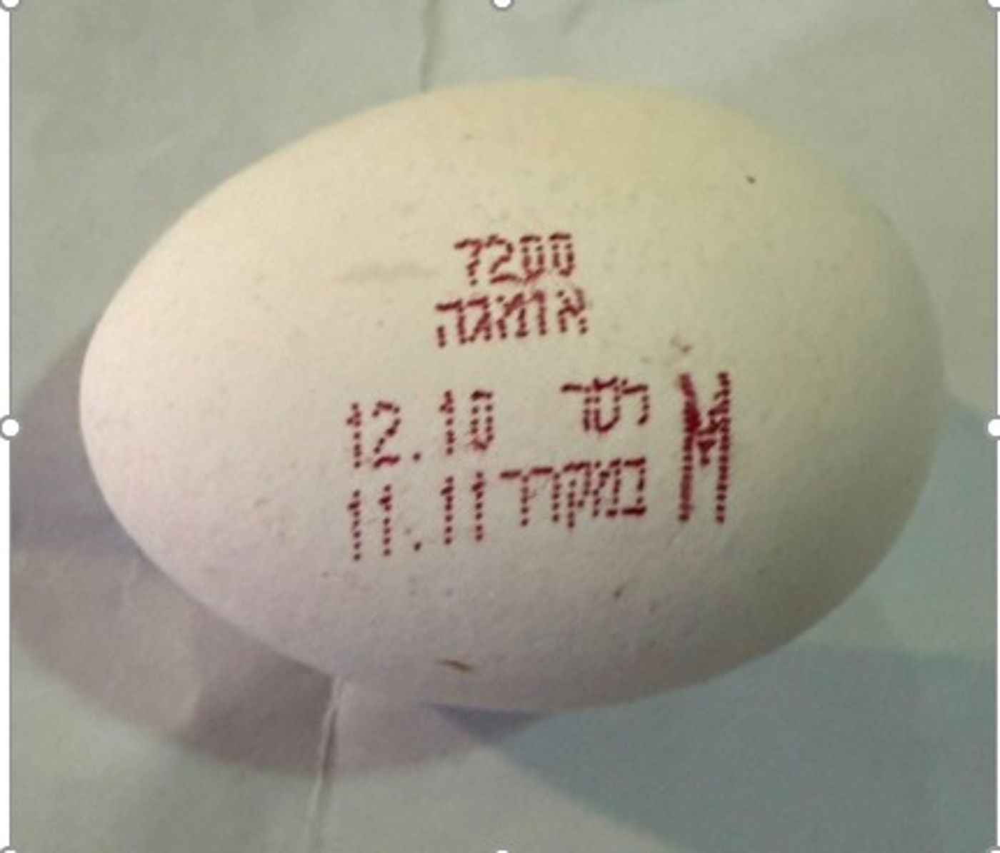 ריקול דחוף לביצים: עשויות לסכן את בריאות הציבור