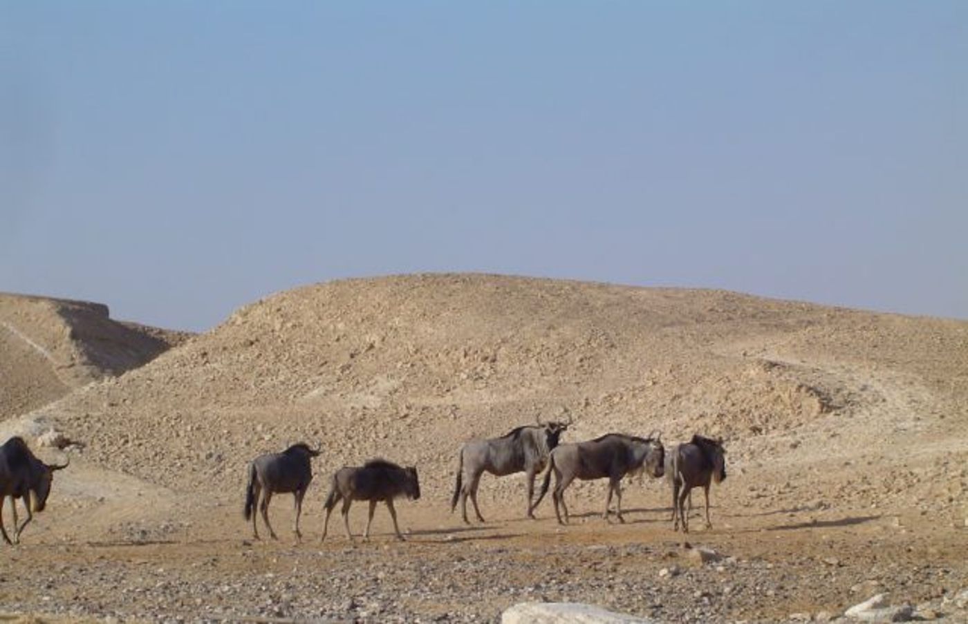 ערבה תיכונה