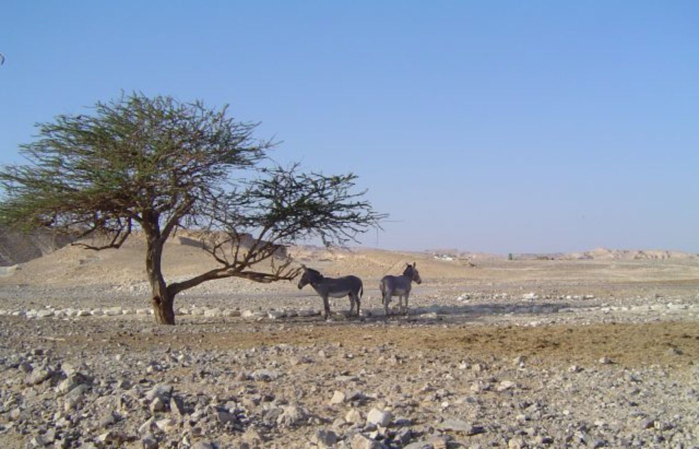 ערבה תיכונה
