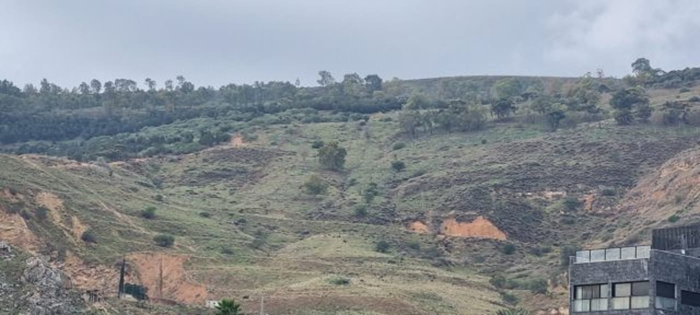 יער שוויץ