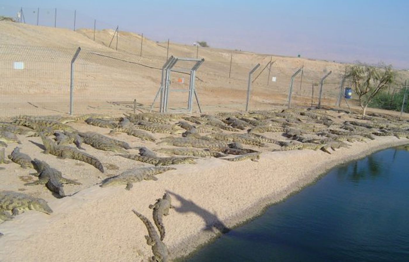 "ויהי לתנין": מסע חקלאי וטבעי בערבה בעקבות פרשת השבוע