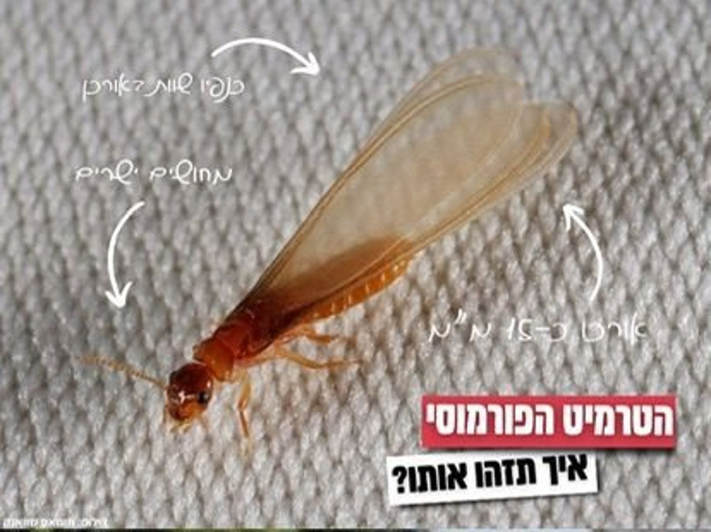 מסוכן לרהיטים. הטרמי הפורמוסי