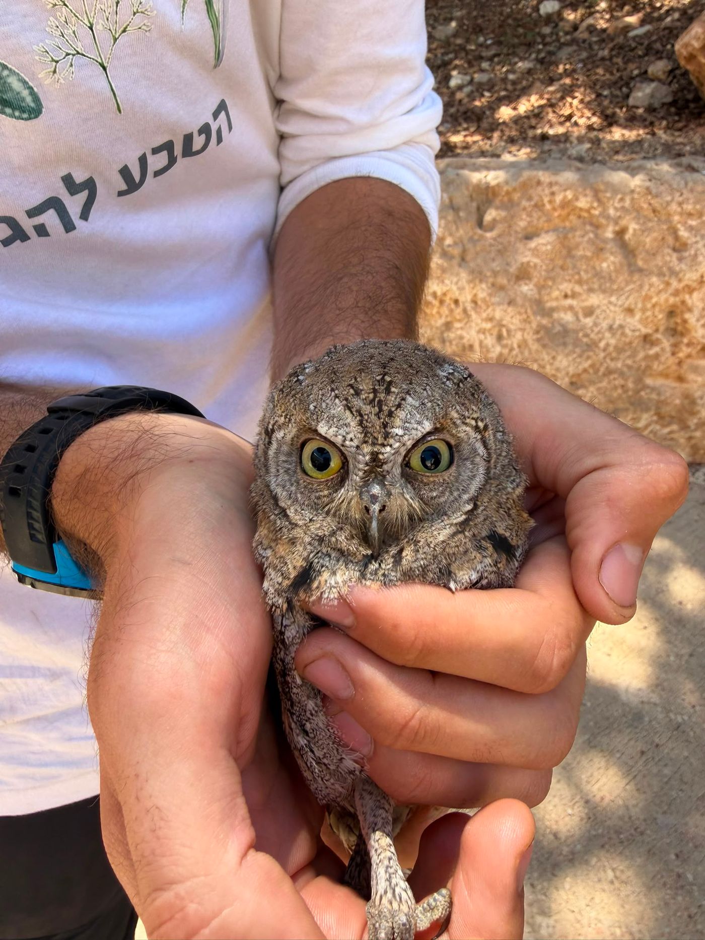 עומר דרור ב"אליפים"