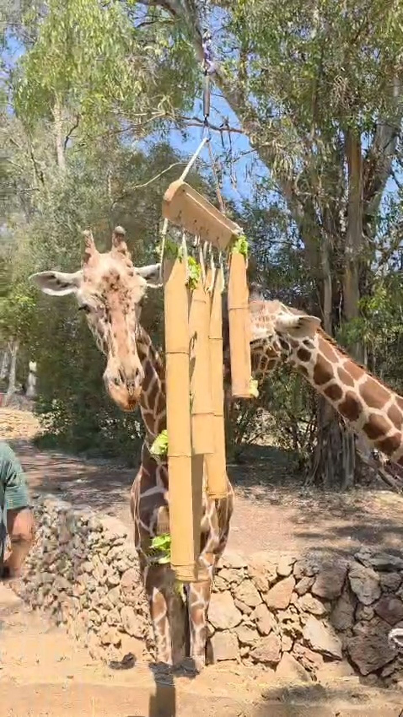 דדי הג'ירף